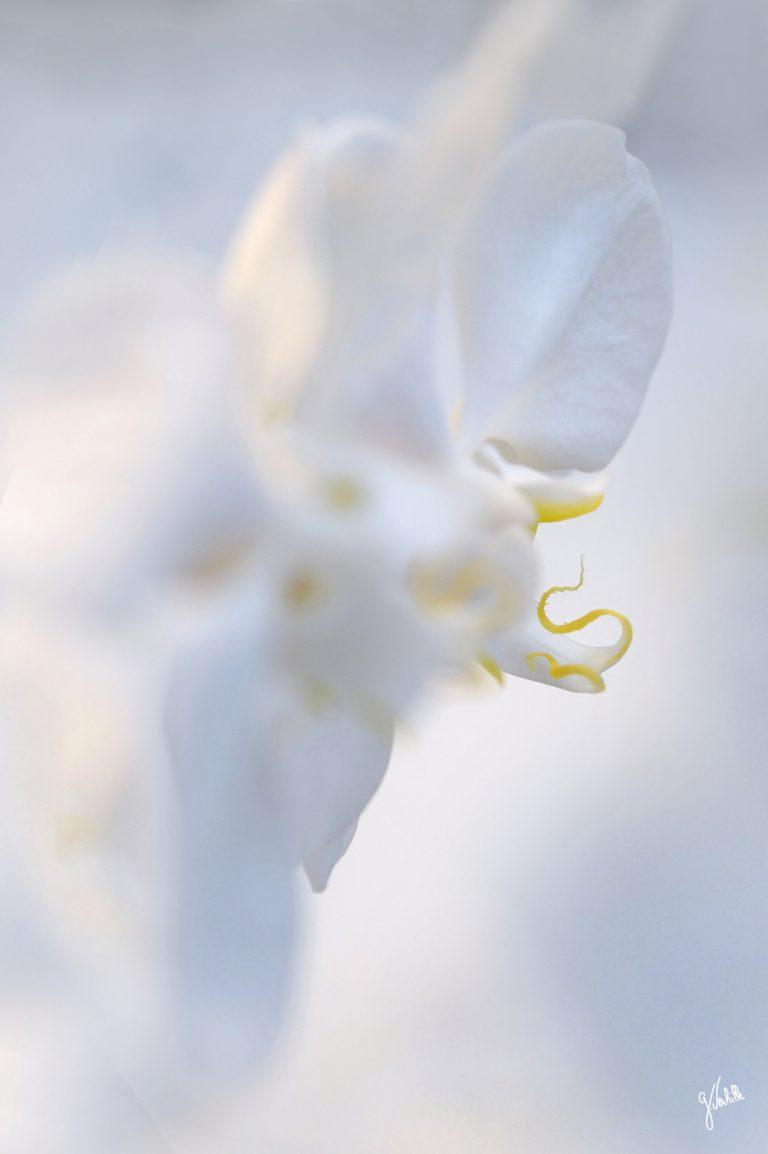 photographe Marseille Germain Verhille photo déco nature expo pistil d'orchidée macro photographie photo déco