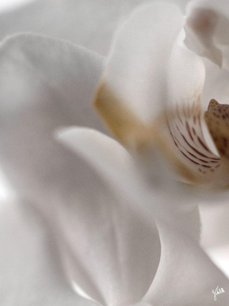 photographe Marseille Germain Verhille photo déco nature orchidée-blanche macro photographie artistique
