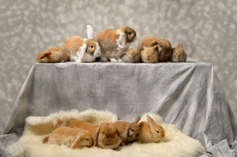 photographie animalier Germain Verhille portrait d'animaux séance photo à Marseille famille de lapins