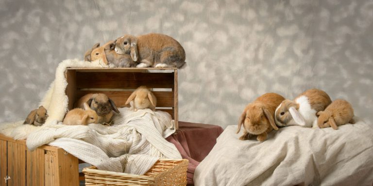 photo de lapins, séance shooting photo portrait de vos animaux de compagnie, photographie animalier au studio du photographe Germain Verhille à Marseille 