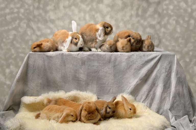 Séance photo animalière - Photographe Germain Verhille 6 Germain Verhille Photographe Marseille