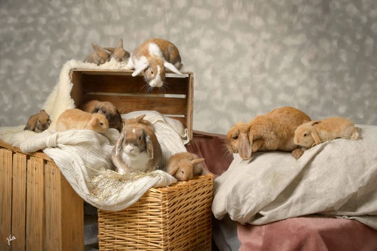Séance photo animalière - Photographe Germain Verhille 8 Germain Verhille Photographe Marseille